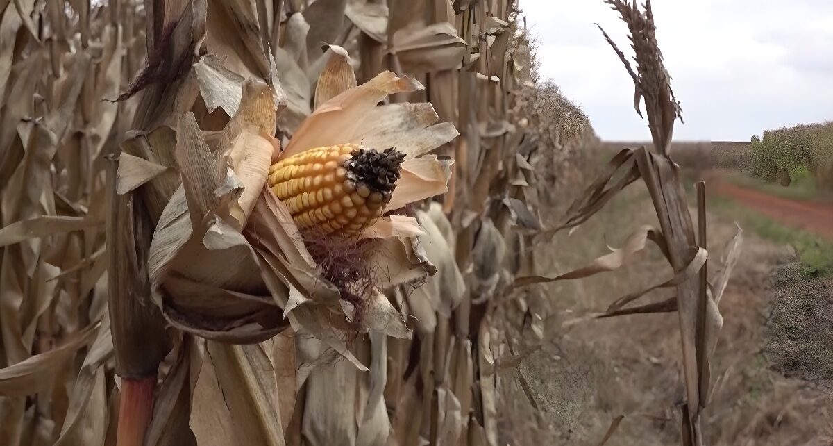 China Boosts Agricultural Trade with South Africa, Deepening Economic Ties 1330 corn SA deblurred