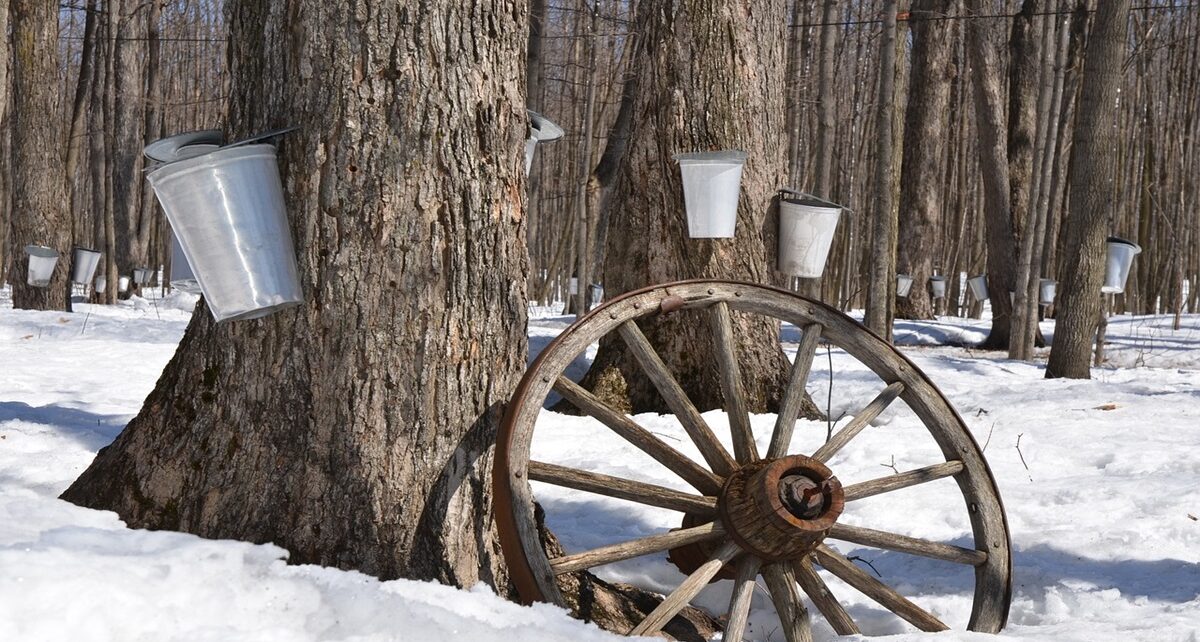 Tapping into Global Markets: Minister MacAulay's Investment in Maple Syrup Promotion 1281 maple syrup 1169896 1280
