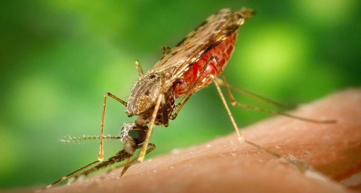WHO Launches Ambitious Strategy to Combat Malaria Globally 1305 mosquito 1016254 1280