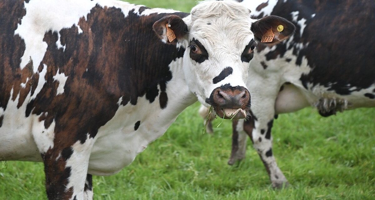 cow 7957275 1280