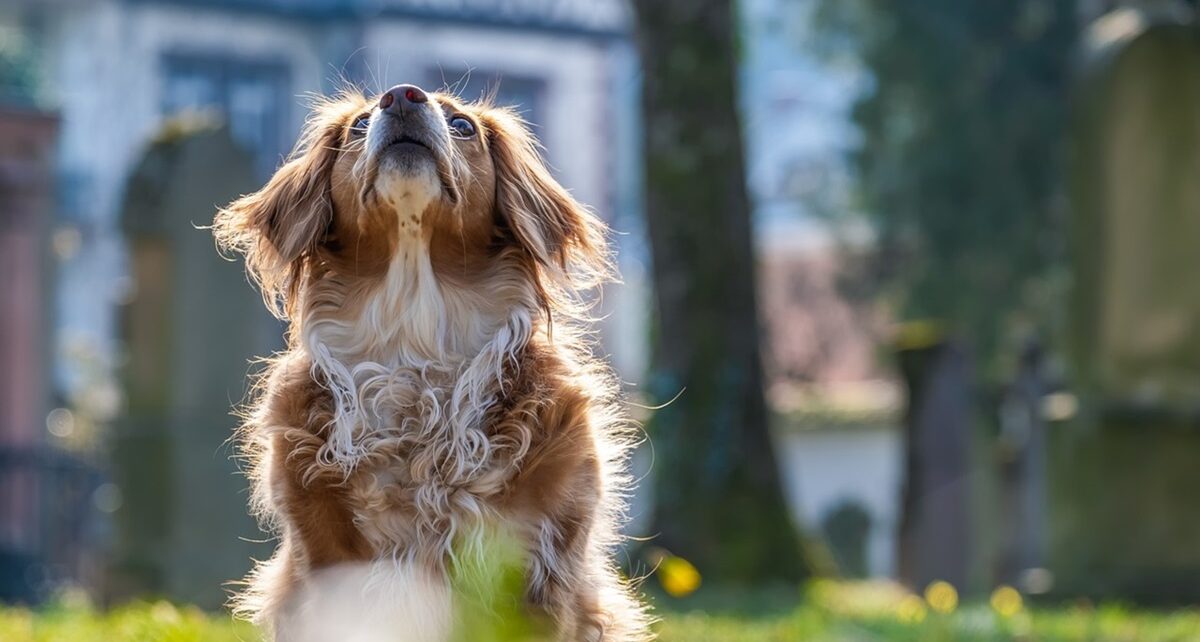 Must Be Okay Dog Hair In Your Food 1022 Hairy Dog