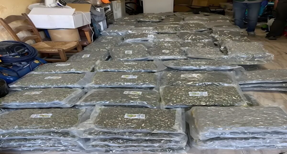 Major Operation Leads to 42 Arrests for Drug Trafficking in Spain 997 weed1 deblurred