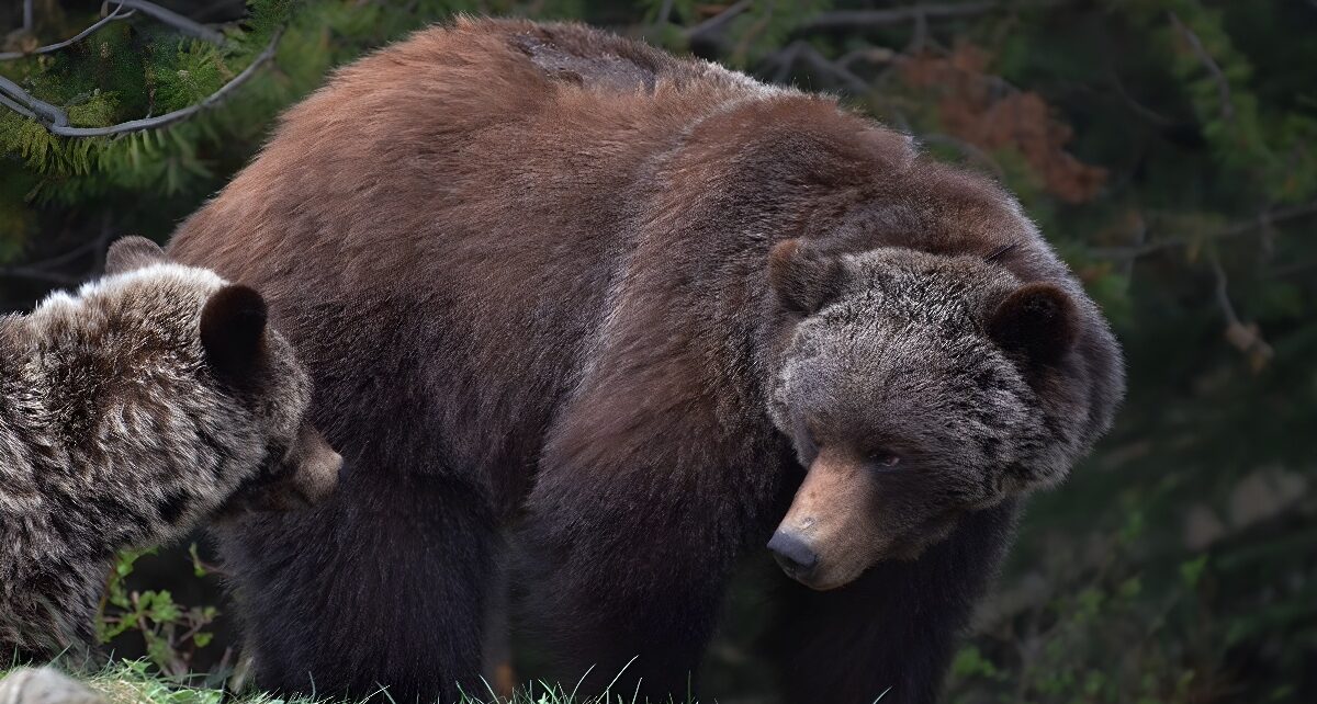Alberta's Grizzly Bear Mismanagement: A Threatened Species in Peril 916 1000007639 deblurred