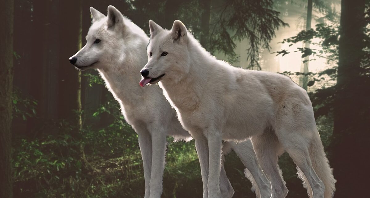 Gitanyow First Nations and Canada Sign Historic Self-Government Deal 914 arctic wolves 5951257 1280