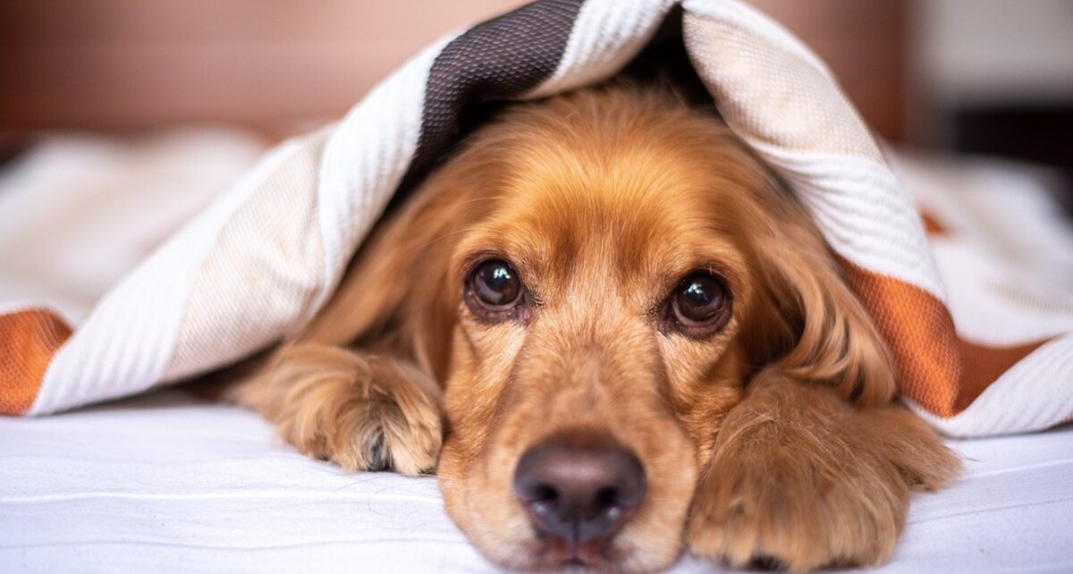 New CDC Regulations on Dog Entry from Canada Spark Concern 898 english cocker spaniel 5937757 1280