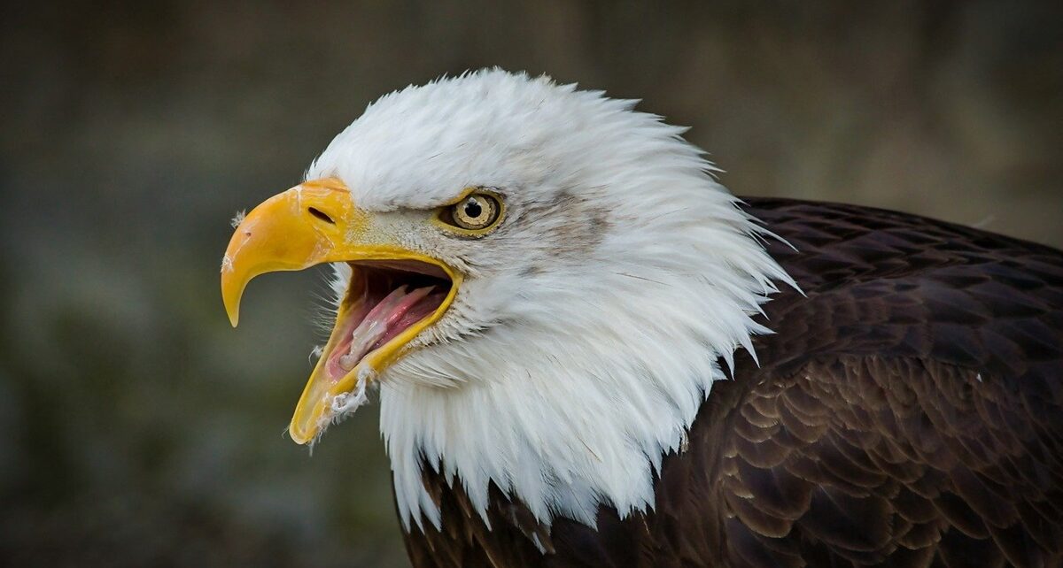 Echoes of the Eagle: Canada's Foreign Policy in the Shadow of U.S. Influence 10 bird 8014191 1280