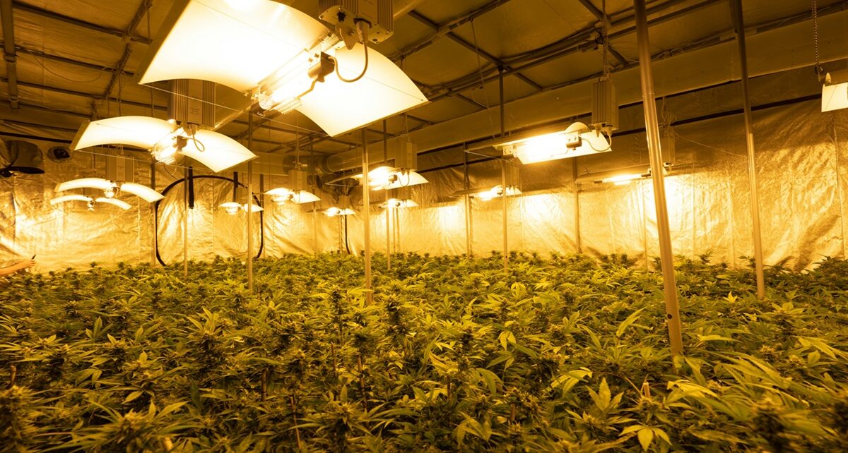 Honduras Suspends Extradition Treaty with the U.S. Amid Drug Trafficking Allegations 5 crystalweed cannabis FYLjwhcRAB0 unsplash