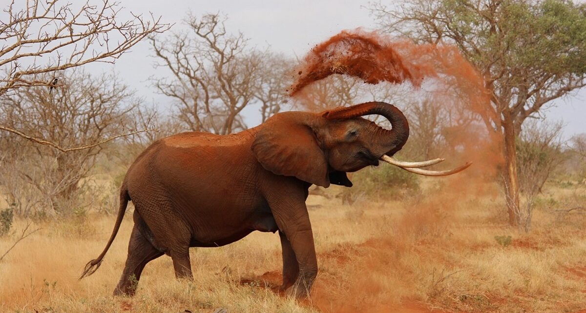World Elephant Day: Celebrating Nature’s Gardeners and Climate Warriors 131 elephant 111695 1280