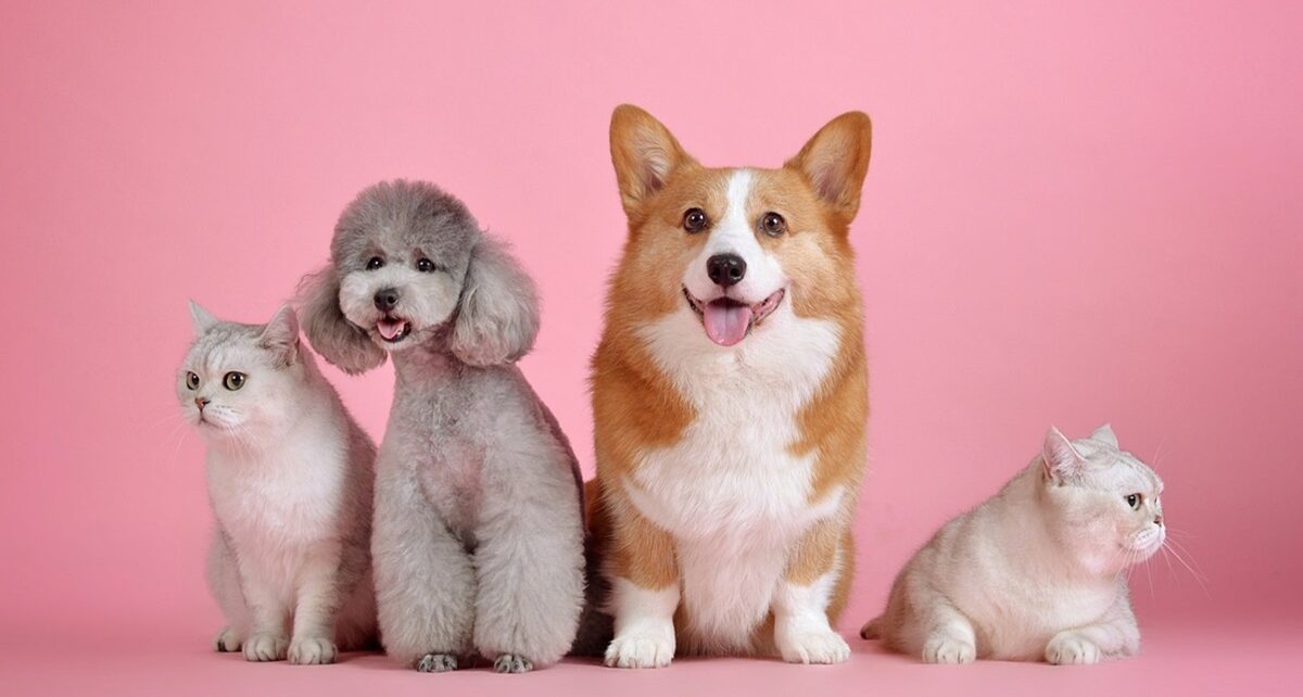 Fido and Fluffy on the Menu? Trump’s Debate Claim Still Has Pet Owners Sweating! 601 pets 3715733 1280 2
