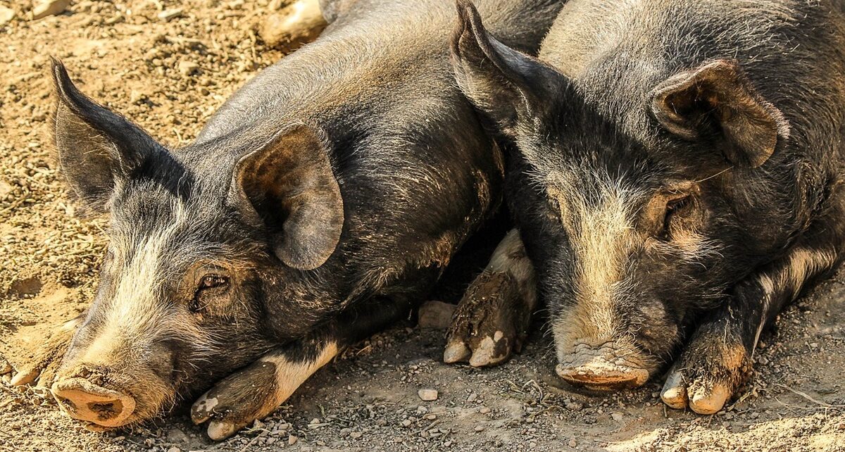 North America Strengthens Defense Against African Swine Fever 562 pigs 202000 1280