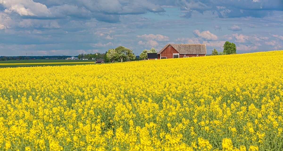 Canola Export Disruption: The Ripple Effects of Canada’s Tariff Policies 631 rape seed 6260113 1280