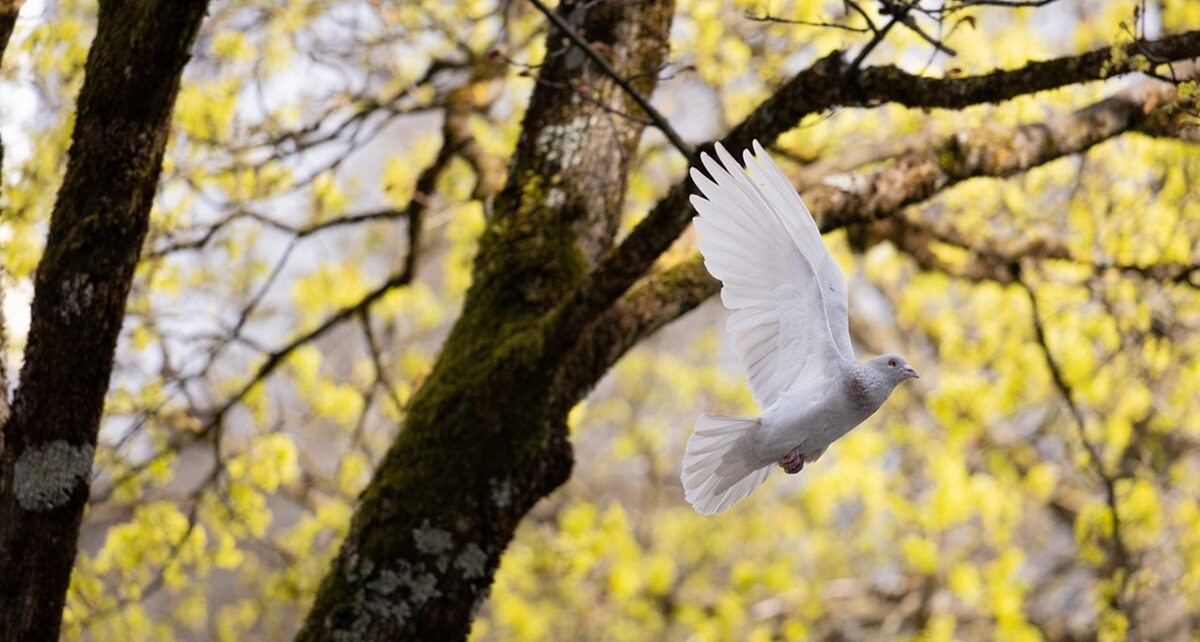 Nobel Peace Prize 2024: Election Observers Lead PRIO Director’s Final List 486 bird 7143567 1280