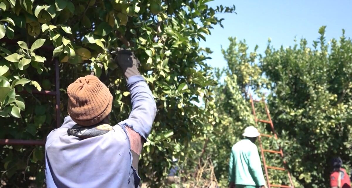 South Africa’s Citrus Industry Survives African Greening Disease Scare 378 lime trees