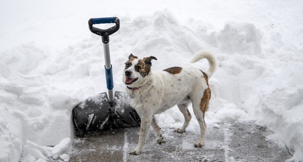Lake-Effect Snowstorm Paralyzes Great Lakes Region: Millions Brace for More Whiteout Conditions 237 snow shovel 4658403 1280