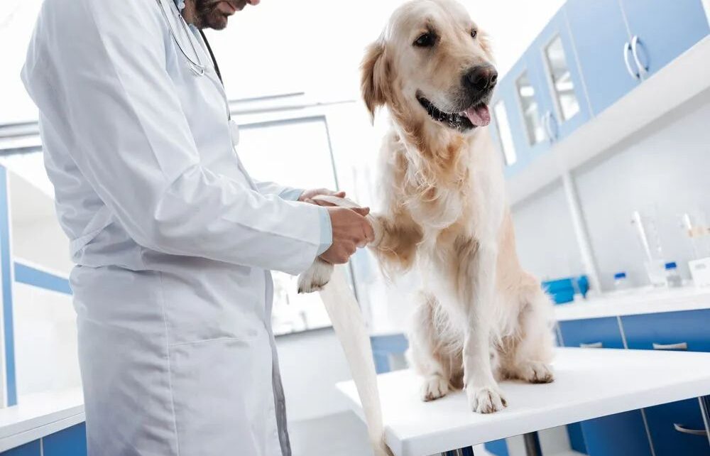 Pet Health Screening Market Is Estimated To Witness High Growth Owing To Increasing Pet Ownership. 193 Pet Health Screening Market