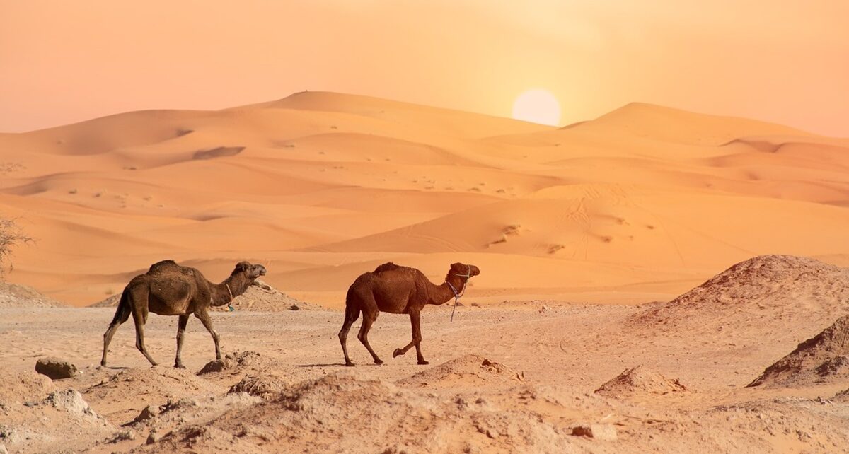 The Dual Deserts of Algeria: Majestic Ergs and Treacherous Hamadas 137 desert 4990324 1280