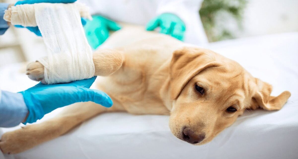 Veterinary Orthopedic Market Witness High Growth Owing To Increasing Incidences Of Orthopedic Disorders In Companion Animals 1 5f6df0266eb6f732d4509a66_60b776c6b0ee9