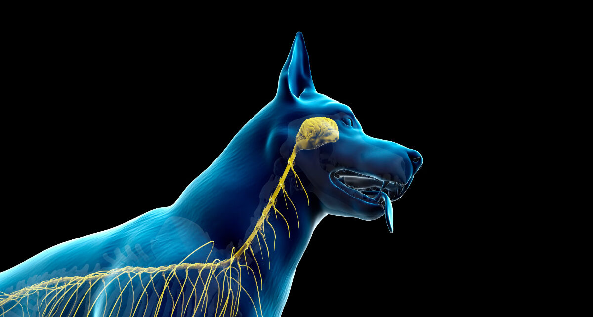 Canine orthopedics market is estimated to be valued at USD 611.2 Mn in 2031 1 Canine orthopedics Market