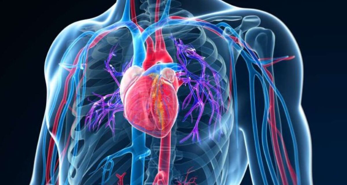 Vascular Imaging Market