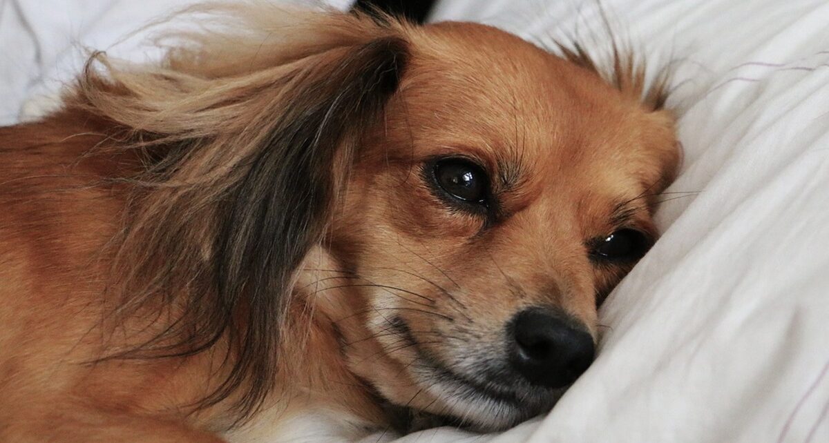 Fido, dating the daily scrum news