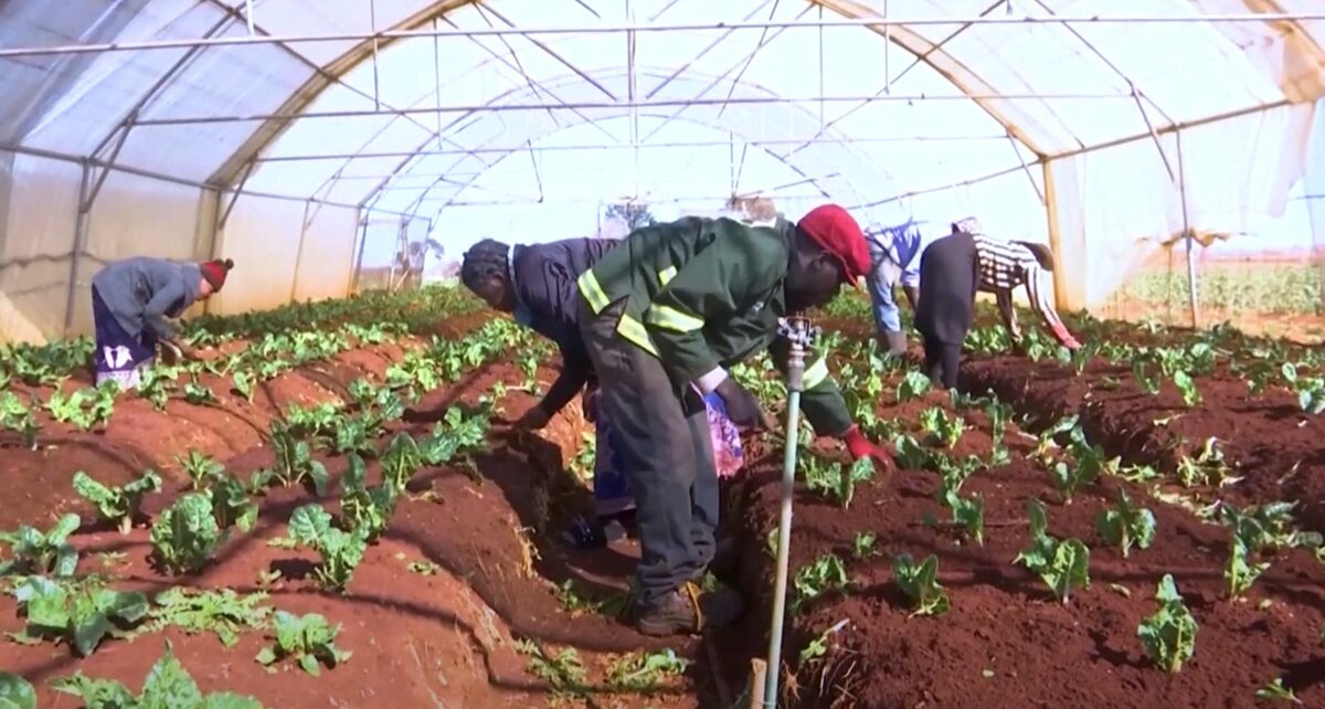 Expropriation Without Compensation: Economic Disaster or overdue Reparations? 68 Land