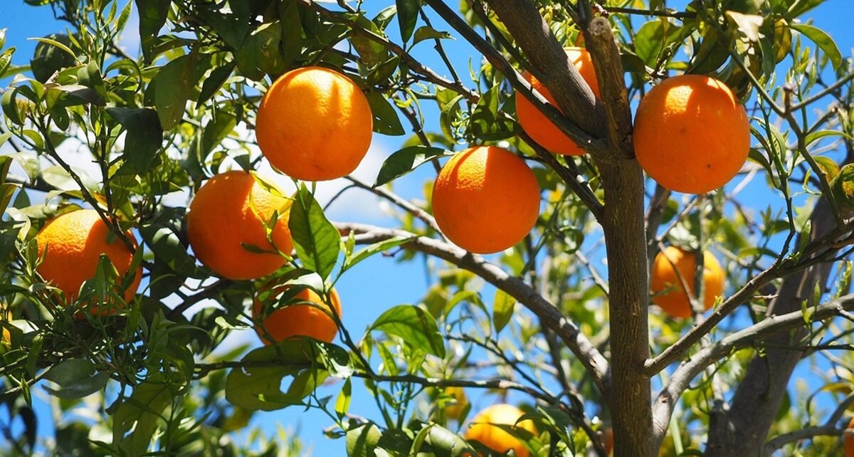 Trump’s Economic Isolationism: Red States Will Suffer Most from His Reckless Tariffs 78 oranges 1117628 1280