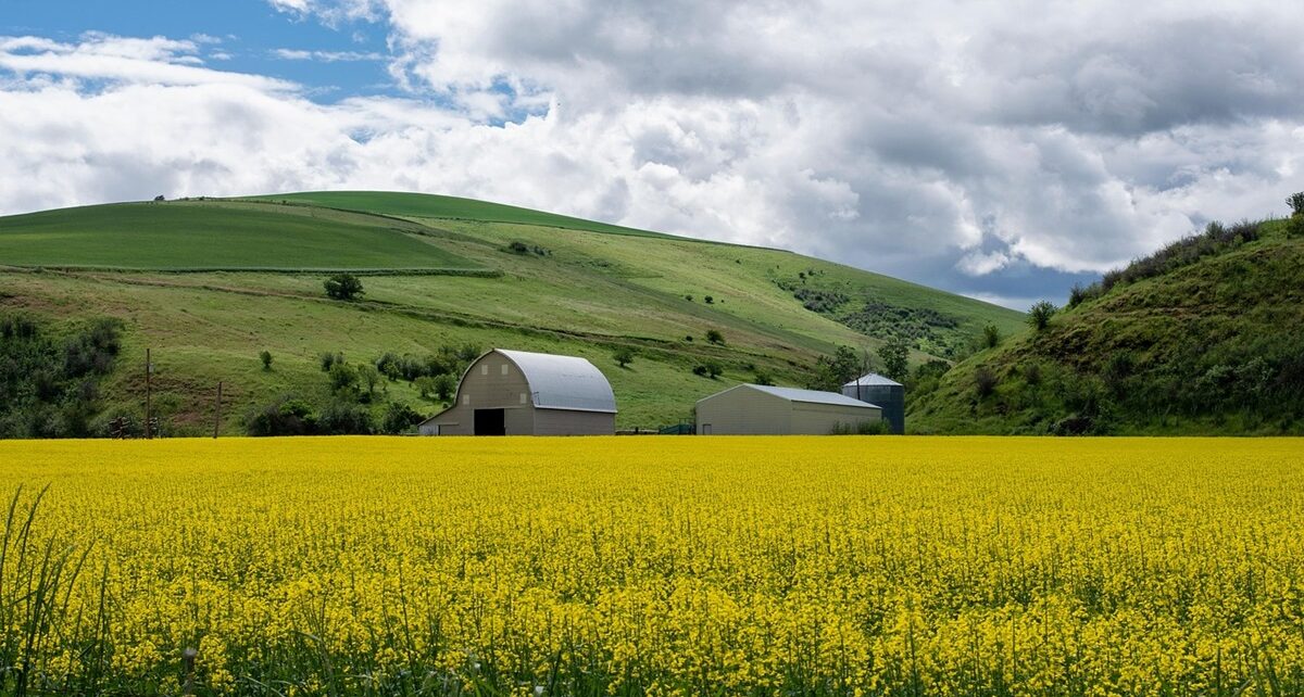 China Slaps 100% Tariff on Canadian Canola in Retaliation: Trudeau’s EV Tariff Backfires Spectacularly 49 agriculture 7540498 1280