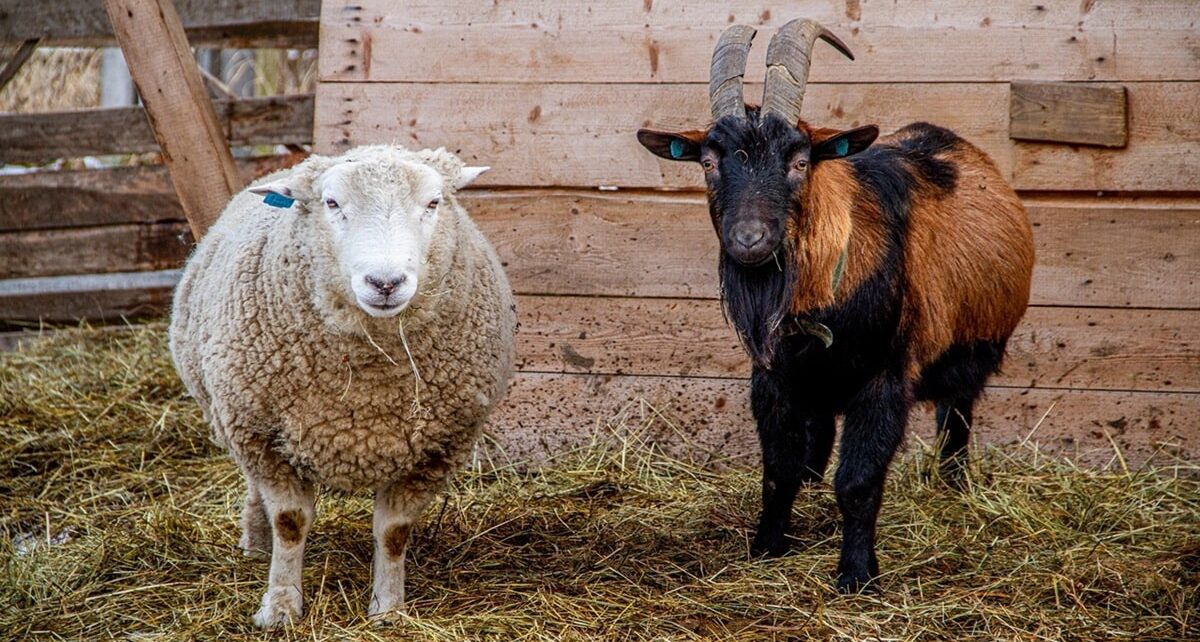 Morocco Cancels Eid Al-Adha Sacrifices as Drought Devastates Sheep Herds 118 farm 6902399 1280 min
