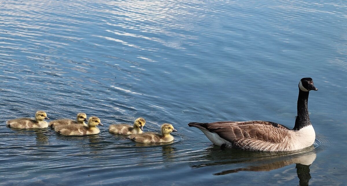 Canada Doesn’t Need Secessionist: We Are Fractured—But That Doesn’t Mean We Should Shatter 95 canada goose 4194478 1280