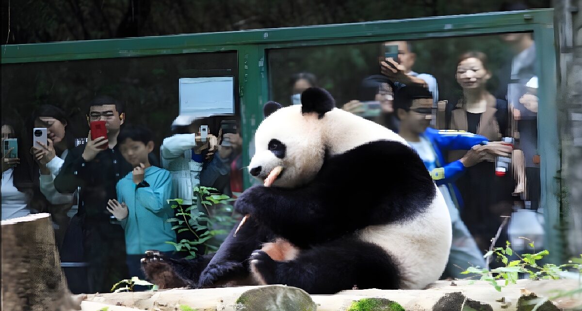 Nanjing's Hongshan Forest Zoo Reinvents Itself As A Model of Modern Zoological Experience 88 panda zoo deblurred