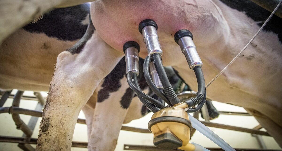 Why Mexico May Favor Canadian Milk Over U.S. Dairy—and What That Means for American Farmers 12 cusma, musca, usmca
