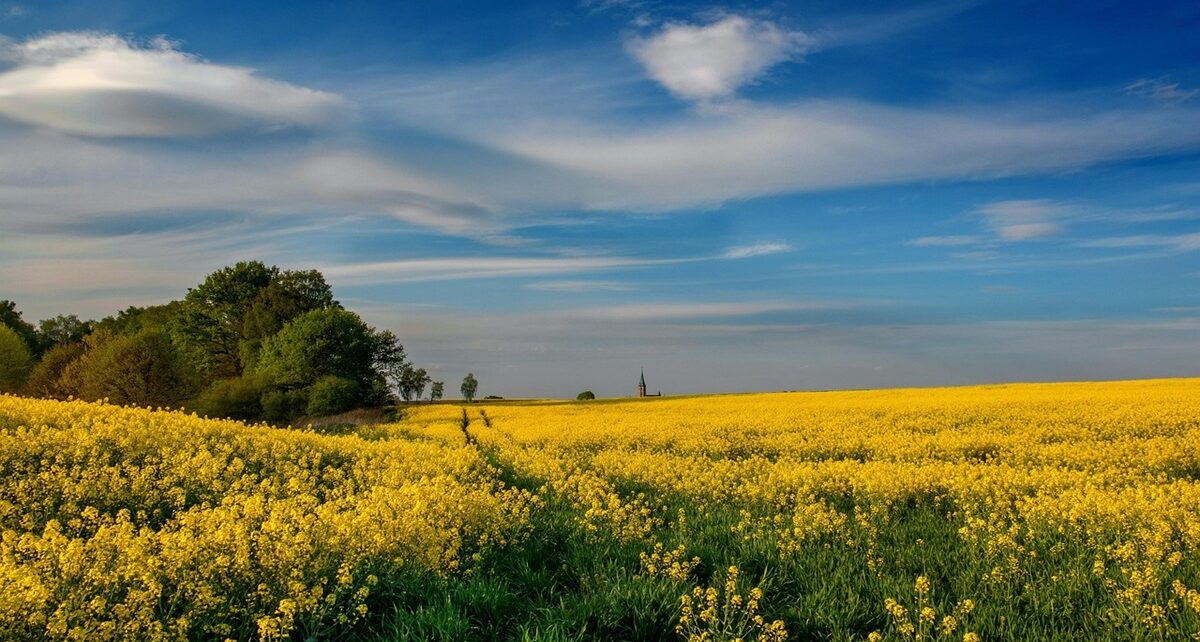Canada Faces Escalating Trade Tensions with China: Canola Industry Hit Hard 77 Canola seed
