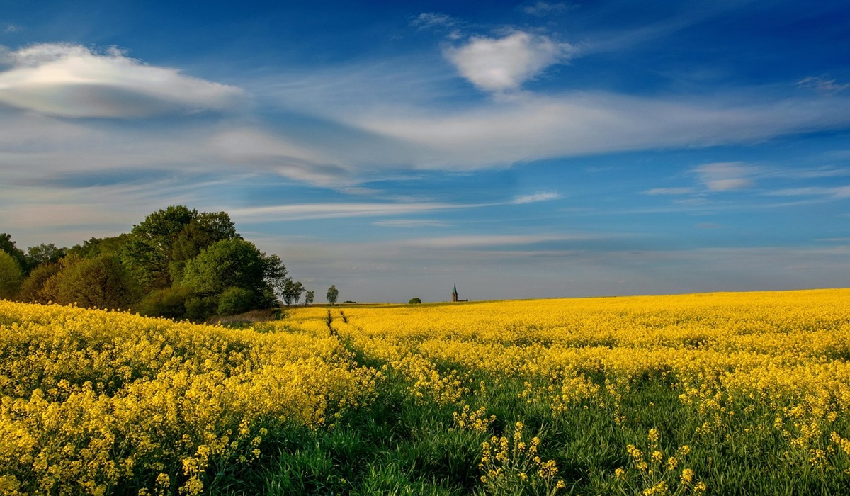Canola seed