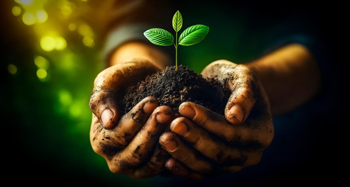 Canada’s Tree Planting Drive Nears One Billion Mark in Landmark Climate Effort 1 canada tree plant