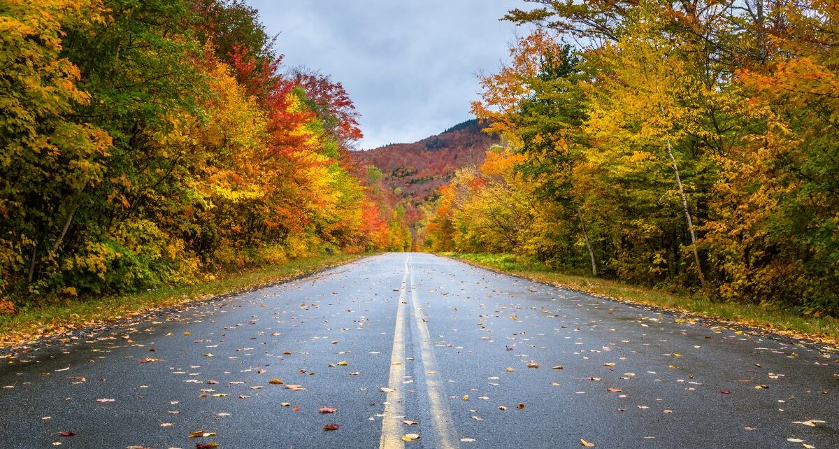 Fall Road Trip Tips When Traveling in an Electric Vehicle 1 SantieOilCompany-399535-road-fall-trees-image1