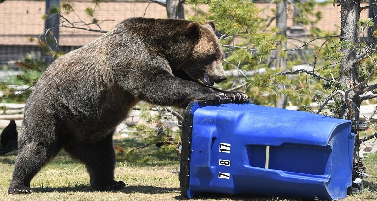 Intense Hunt for 3 Grizzlies After Attack on B.C. Schoolchildren 1 Grizzly bear attack Bella Coola