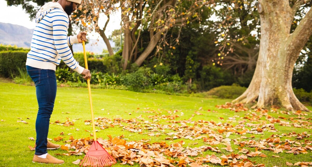 A man in jeans, a hoodie, and a beanie rakes leaves in his backyard on a bright, clear fall day.