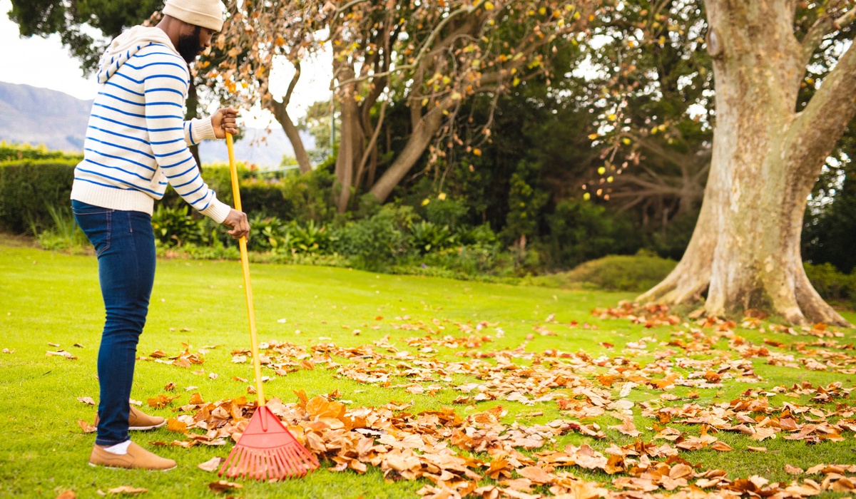 A man in jeans, a hoodie, and a beanie rakes leaves in his backyard on a bright, clear fall day.
