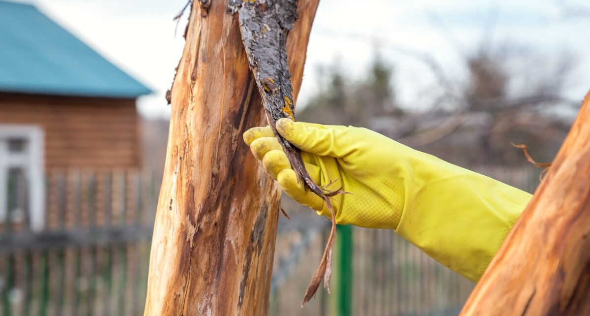 BrothersTreeService-434426-peeling-bark-tree-image1-1