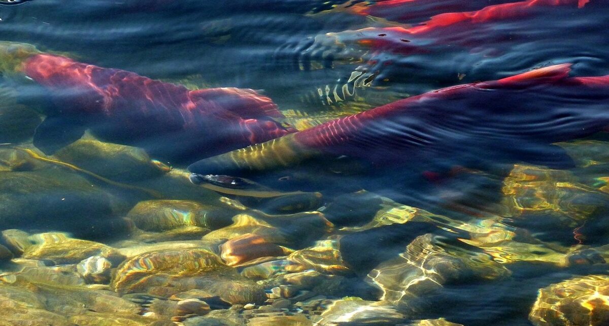 Canada’s Salmon Restoration Flagship: A UN Honour Built on Decades of Decline 1 un salmon canada