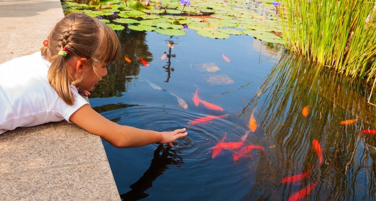 The Educational Benefits of a Backyard Pond Ecosystem 20 Apex-414047-girl-pond-fish-image1