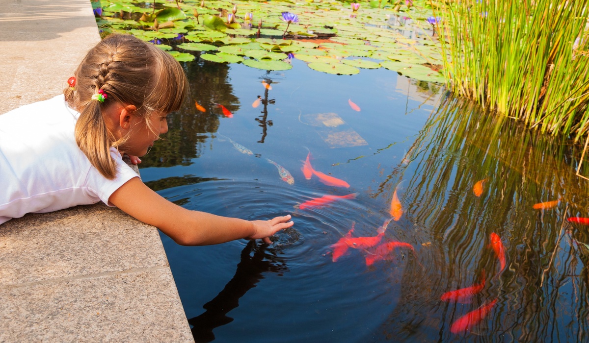 Apex-414047-girl-pond-fish-image1