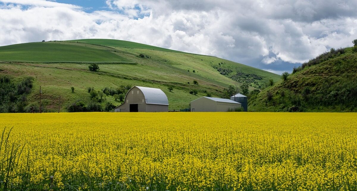 Canola Back on the Table: What the Lifting of Trade Barriers Means for Canadian Farmers 62 Canola trade canada, china, carney, xi