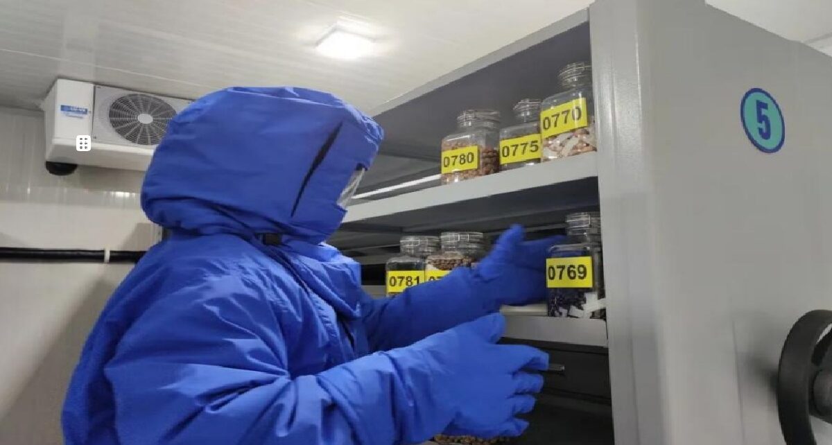 Shanghai seed bank hits100million samples in biodiversity conservation push 118 Shanghai seed bank