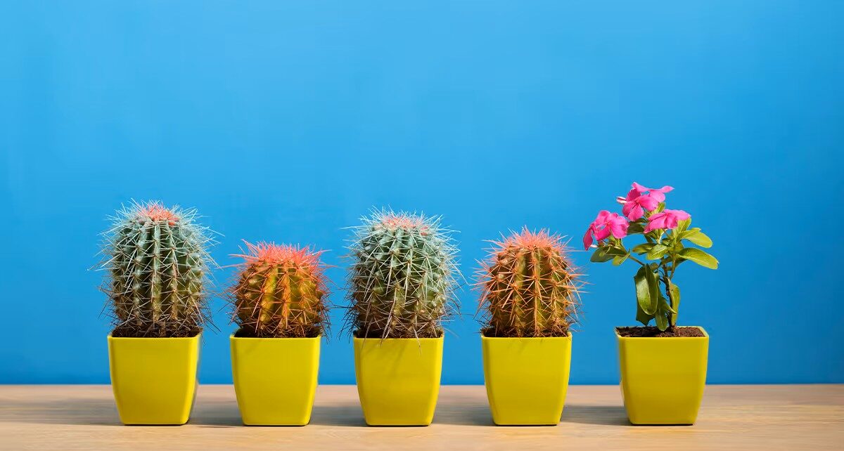 Job Seekers: Being a "Culture Fit" is Your Most Persuasive Selling Point 8 Sep19_18_687506502