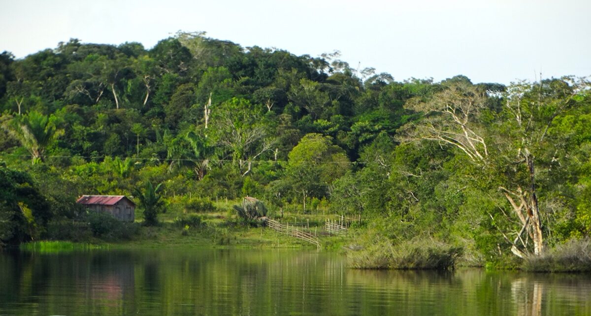 The Amazon at the Edge: From Rainforest to Tipping Point 309 Raimundo Teixeira estevesbae