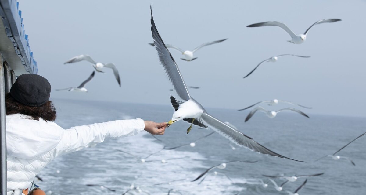 Oceans in Transition: The Slow Breakdown of Climate’s Engine 1 oceans.jpg