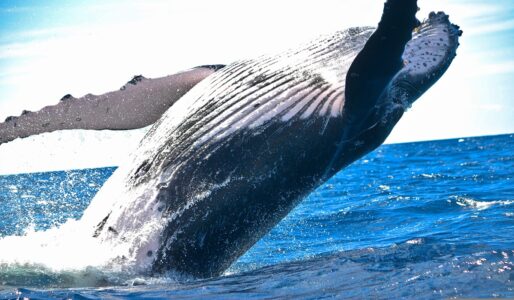 Whales dominica