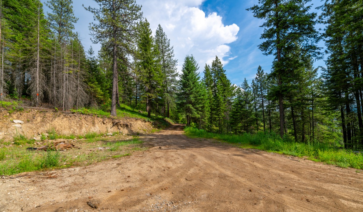 A cleared dirt road winds through a dense evergreen forest beneath a bright blue sky with scattered clouds.